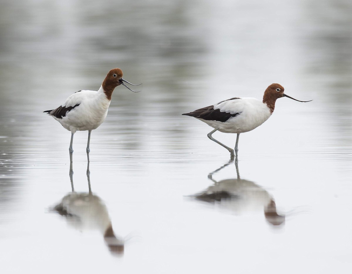 Red-necked Avocet - ML195419301