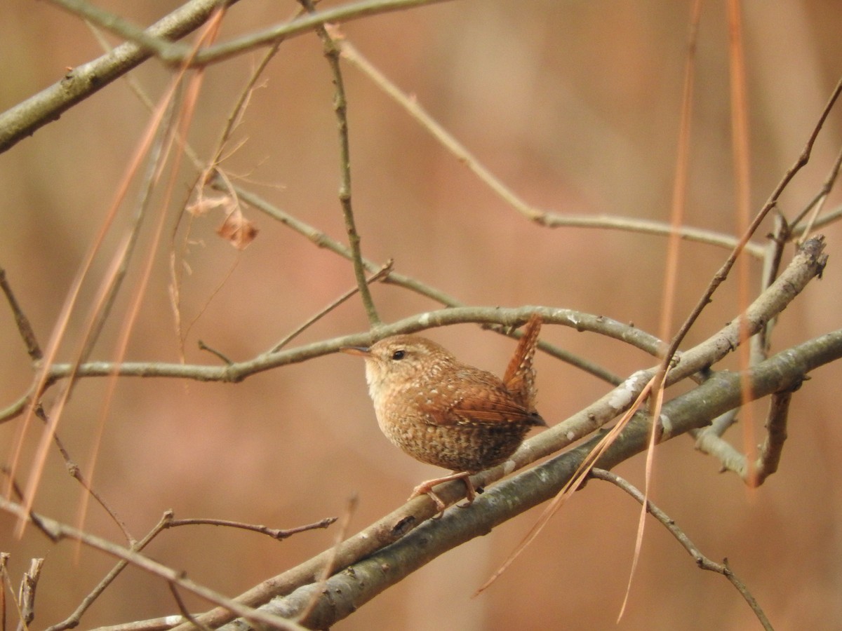 Winter Wren - ML195419421