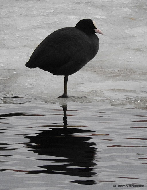 Eurasian Coot - ML195419761