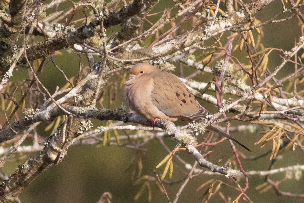 Mourning Dove - ML195421811