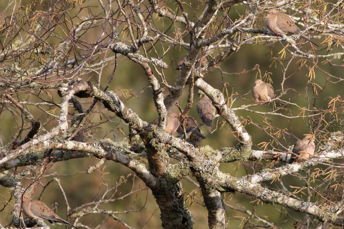 Mourning Dove - ML195421881