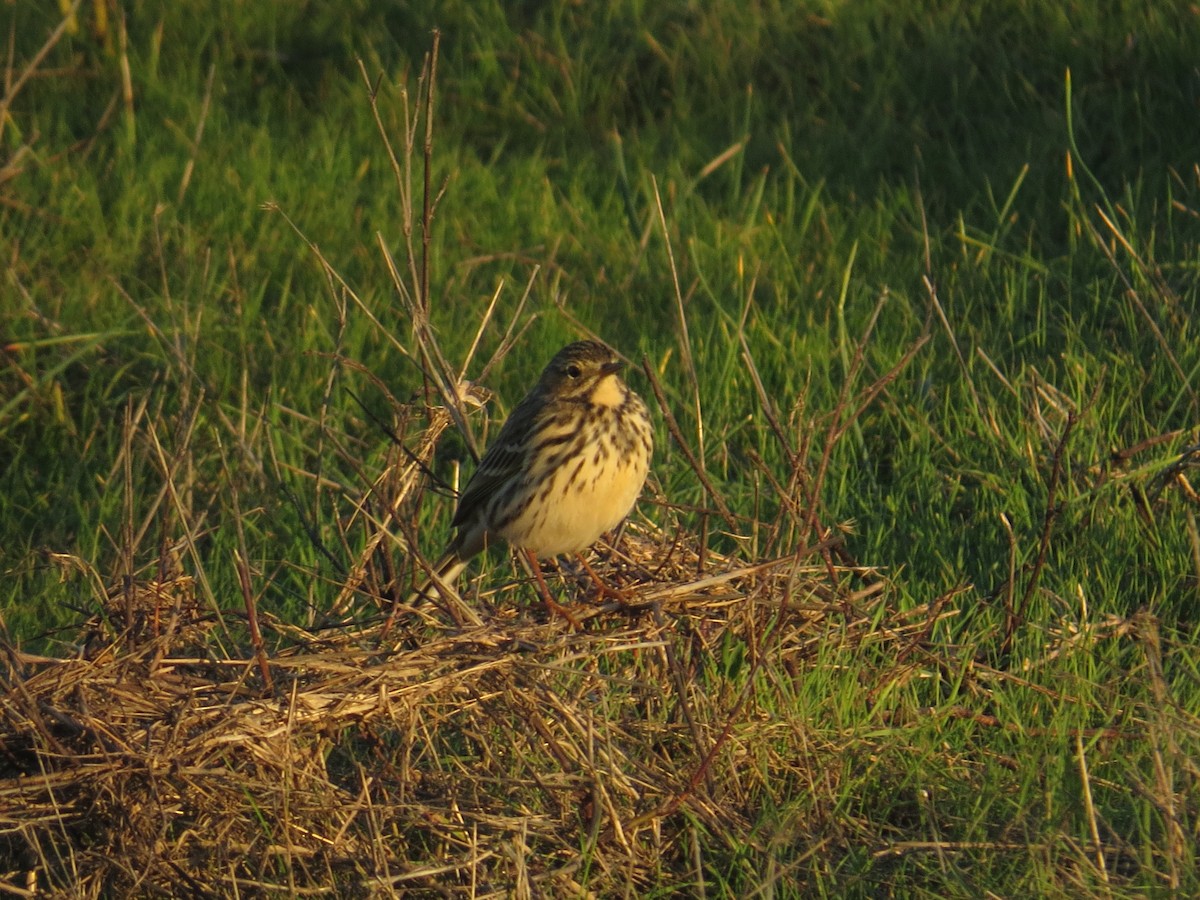 Meadow Pipit - ML195422471