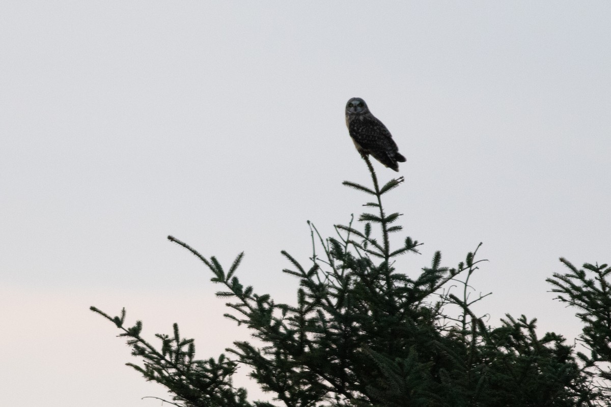 Short-eared Owl - ML195422501