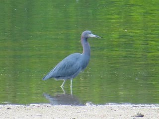 Little Blue Heron - Anonymous