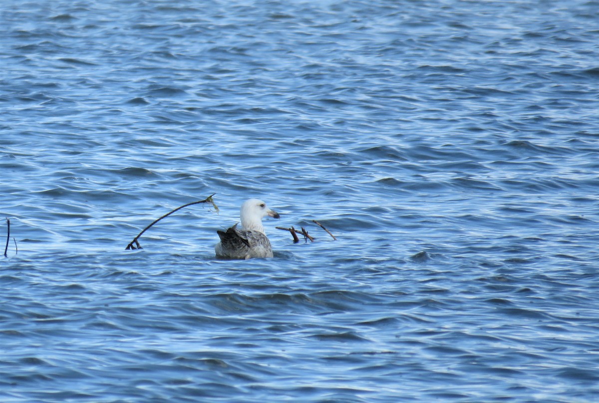 Herring Gull - ML195424801