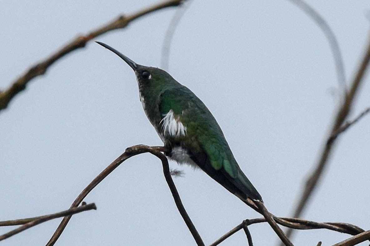 kolibřík tropický - ML195424881