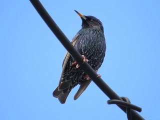 European Starling - ML195425551