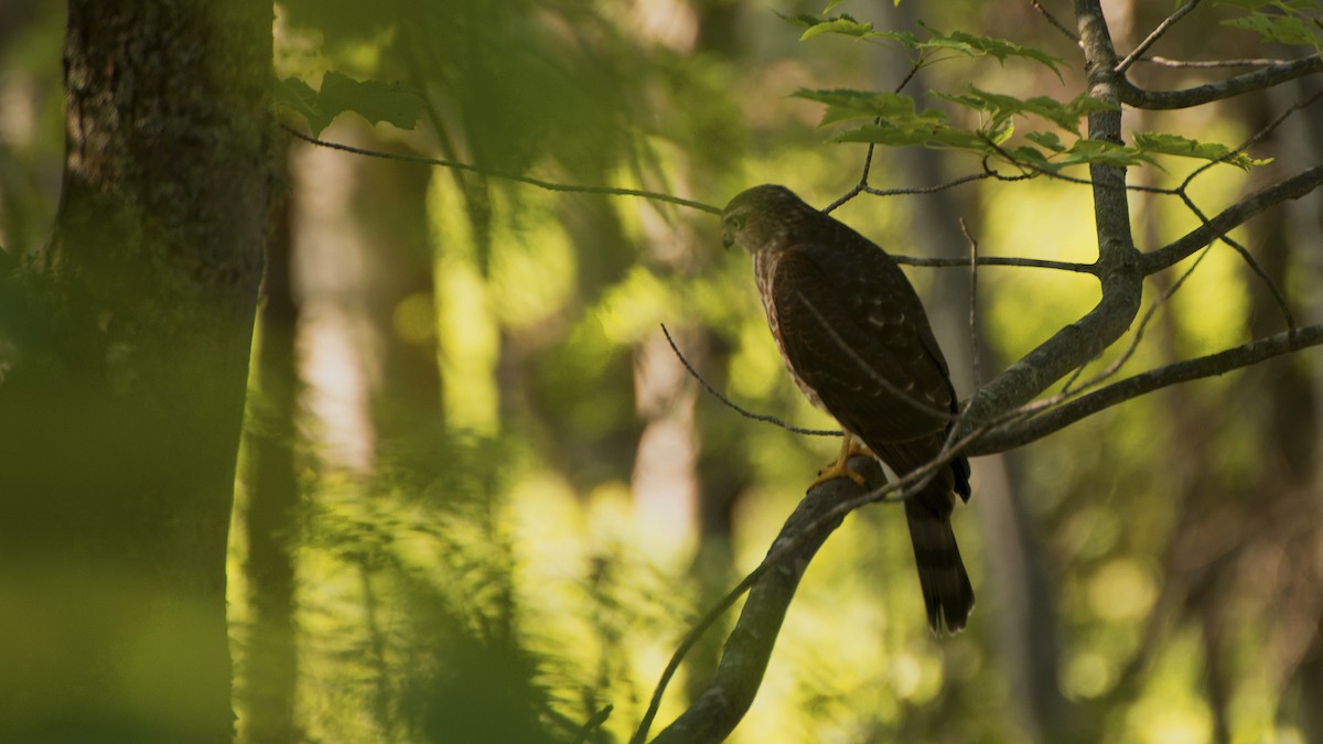 Sharp-shinned Hawk - ML195426661