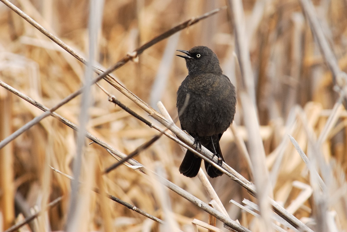 Rusty Blackbird - ML195427301