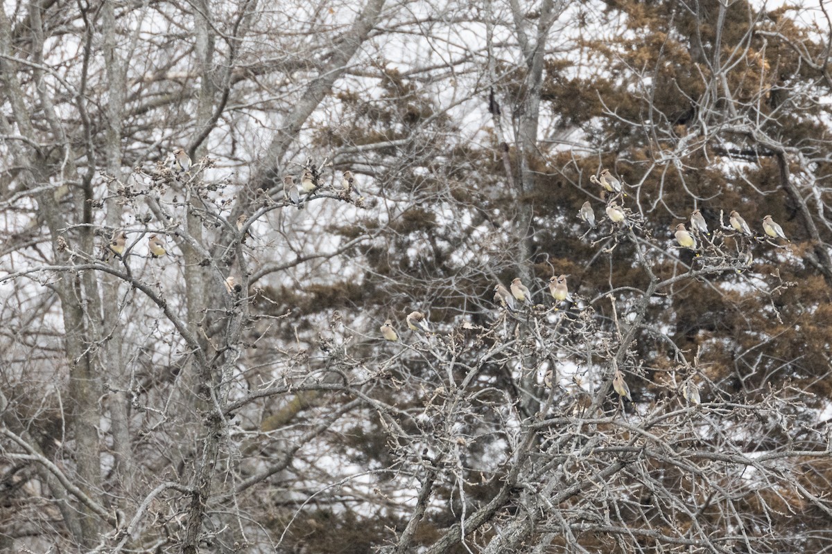 Cedar Waxwing - ML195428101