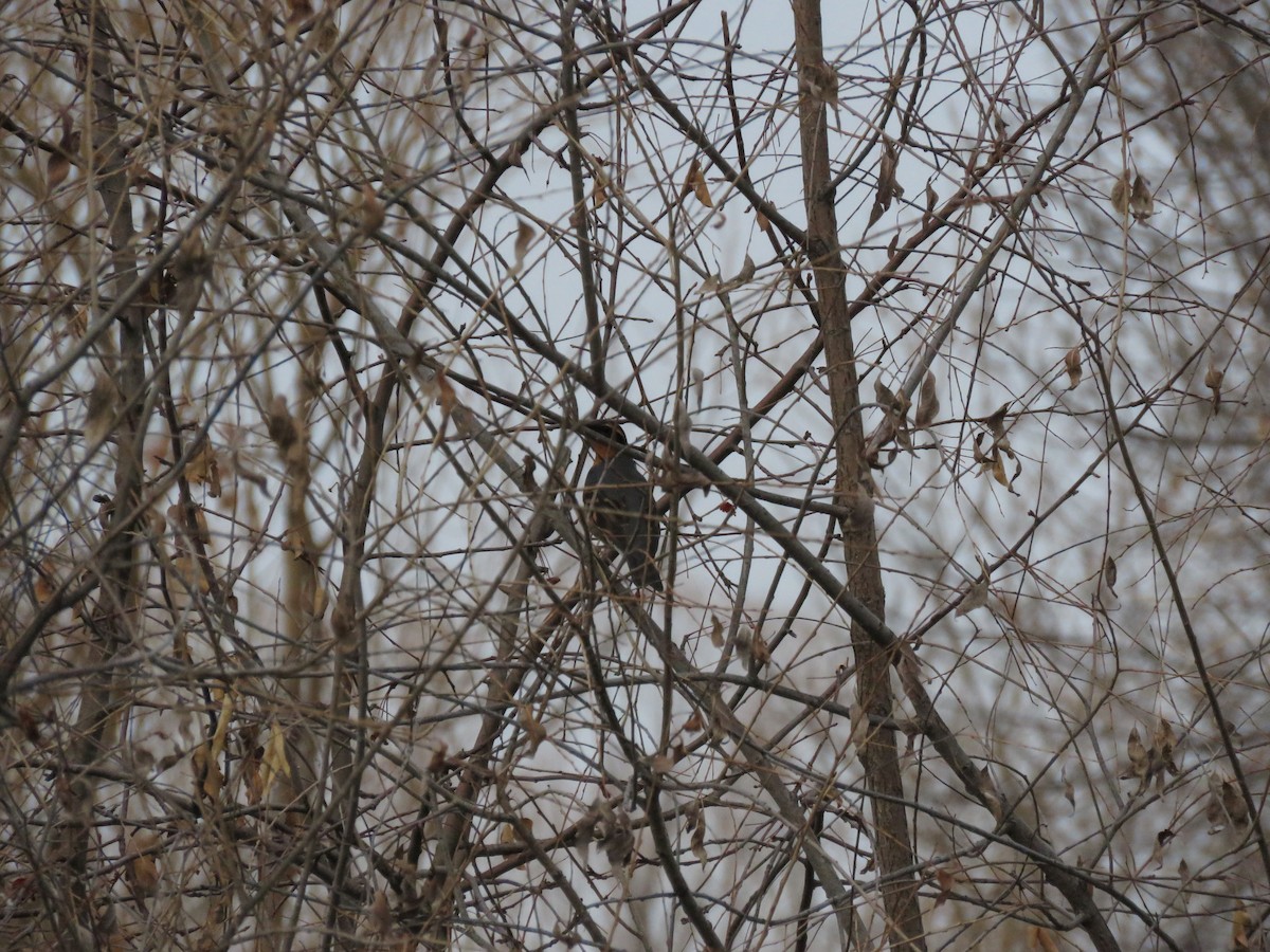 Varied Thrush - ML195428801