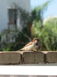 House Sparrow - Anonymous