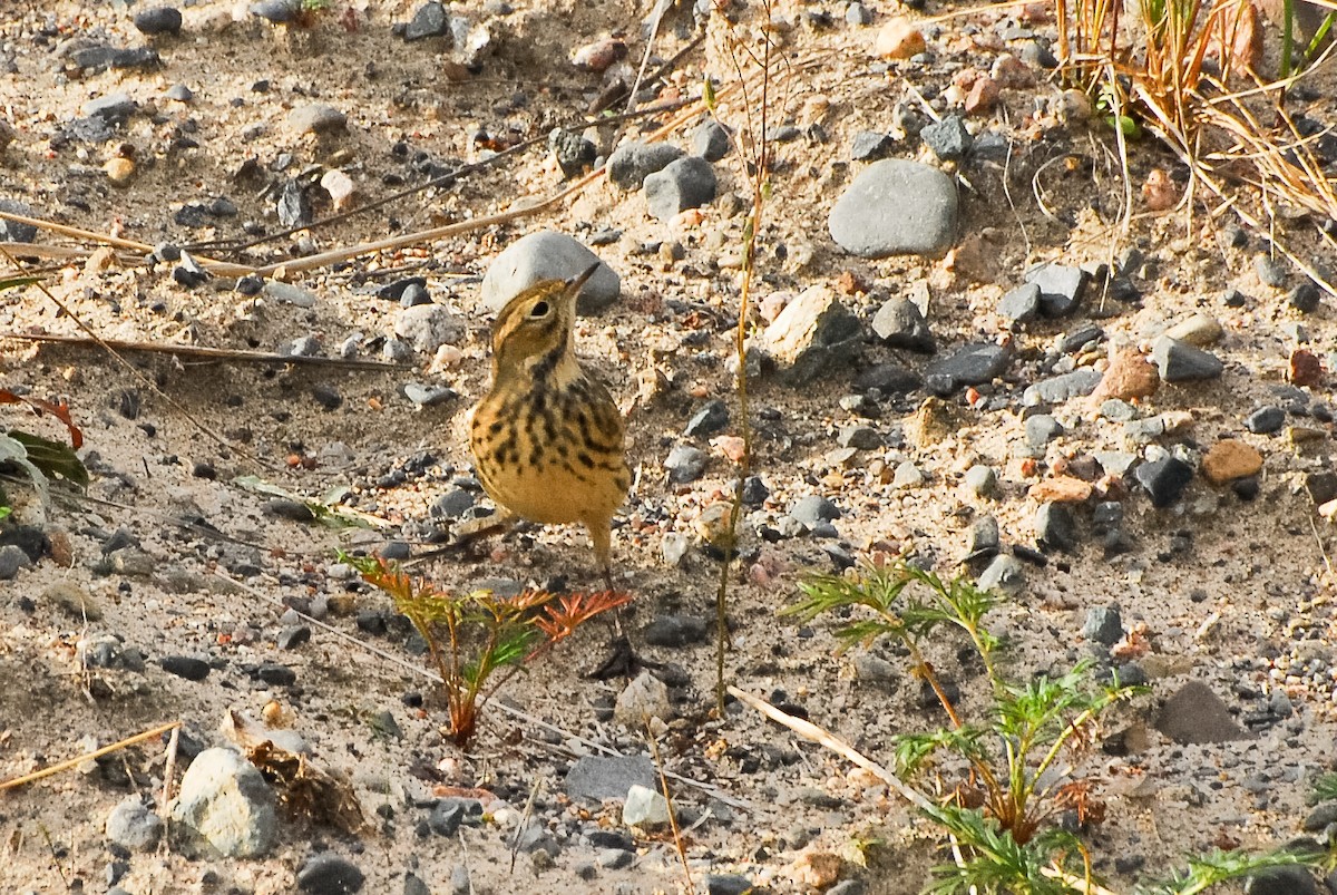 American Pipit - ML195430411