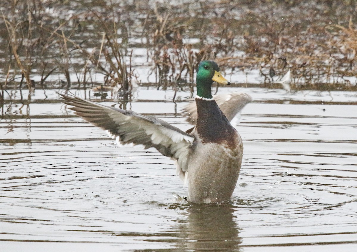 Mallard - ML195431101