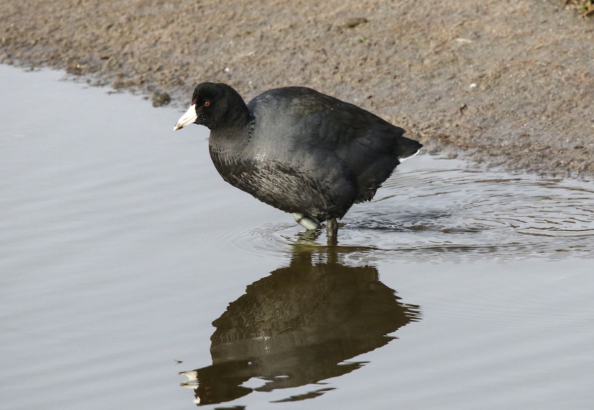 American Coot - ML195432321