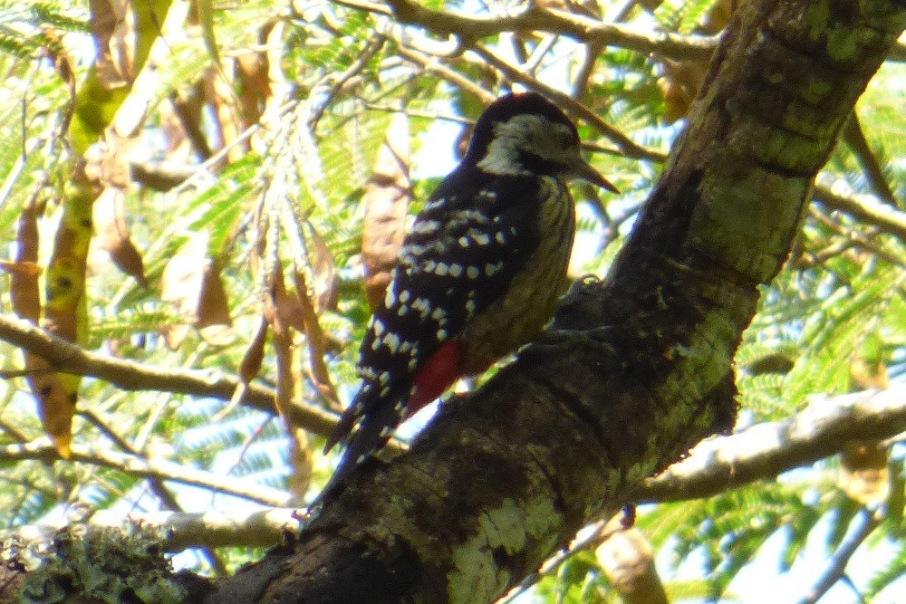 Stripe-breasted Woodpecker - Dirk Mezger