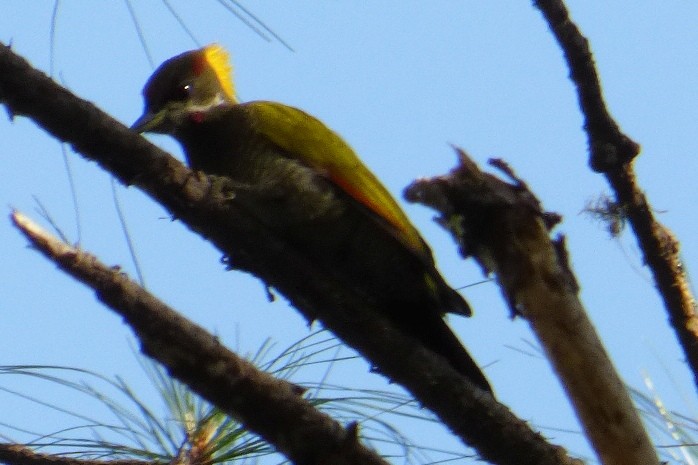 Lesser Yellownape - ML195432531