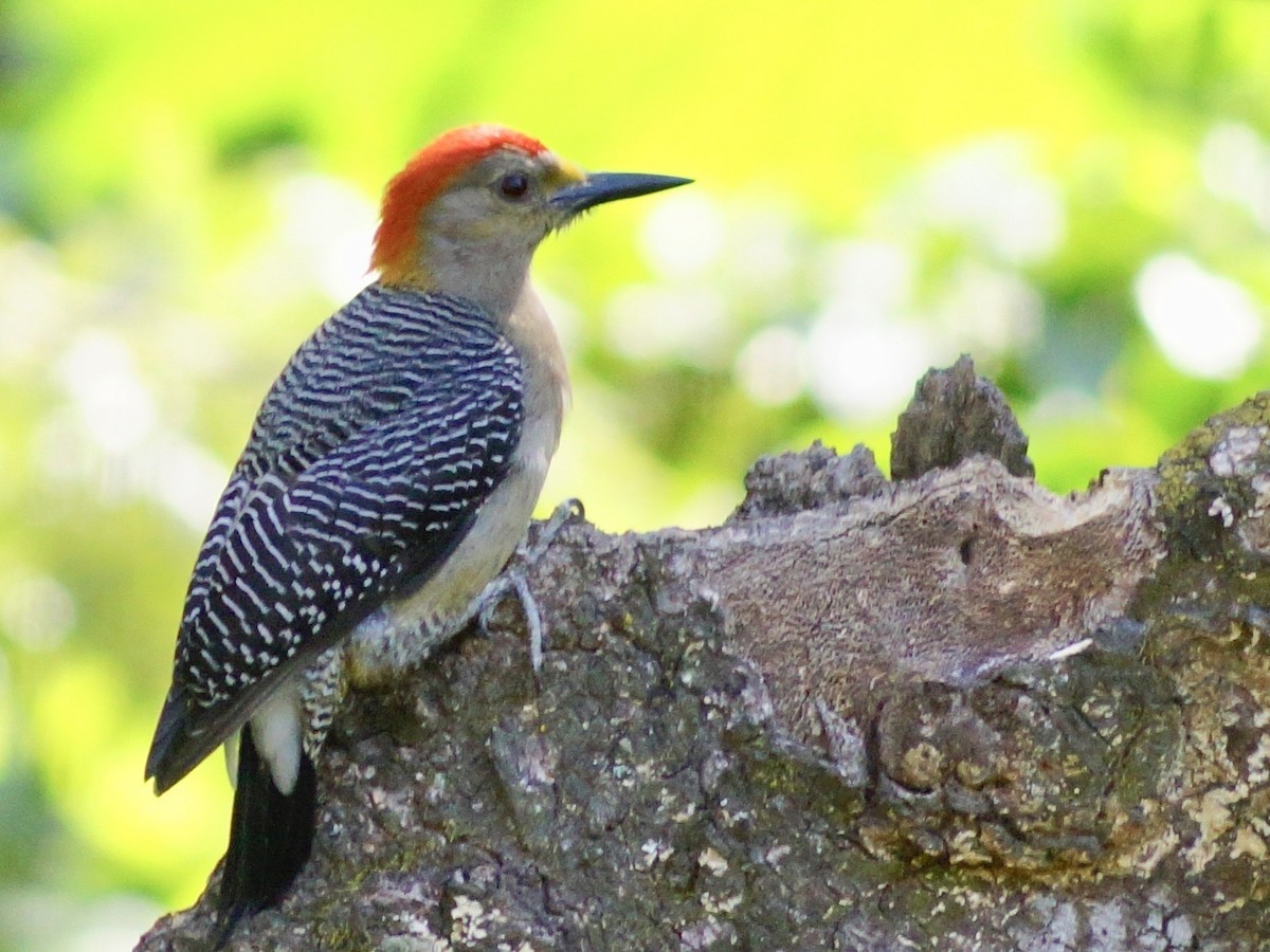 Golden-fronted Woodpecker - ML195433291