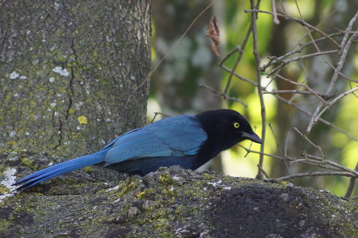 Bushy-crested Jay - ML195433461