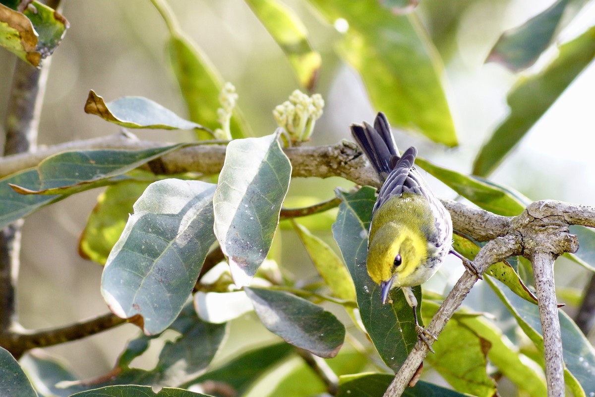 Black-throated Green Warbler - Mario Muñoz