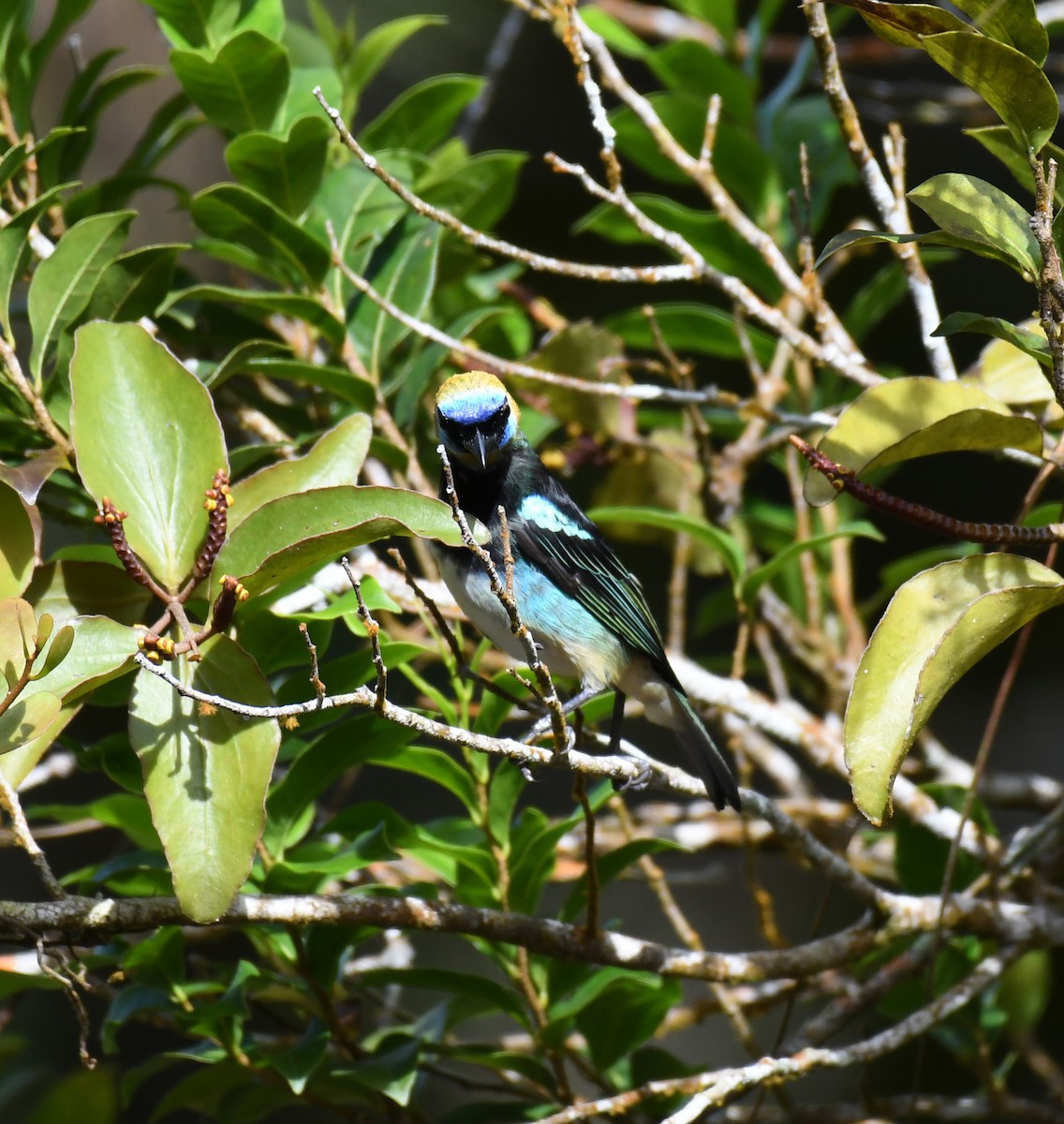 Golden-hooded Tanager - Simon Kiacz