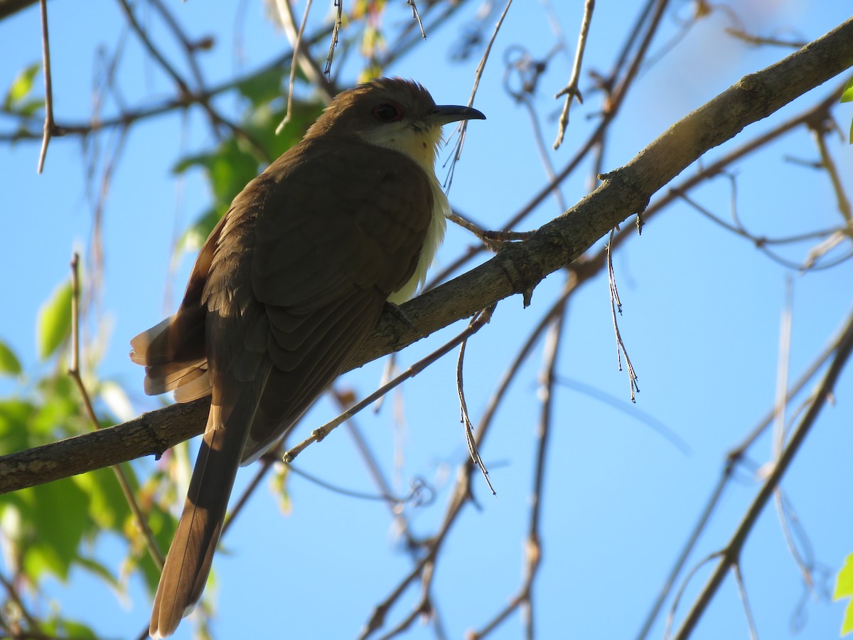 Black-billed Cuckoo - ML195436911