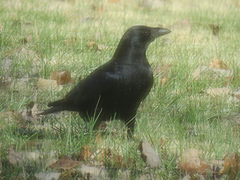 American Crow - ML195436951