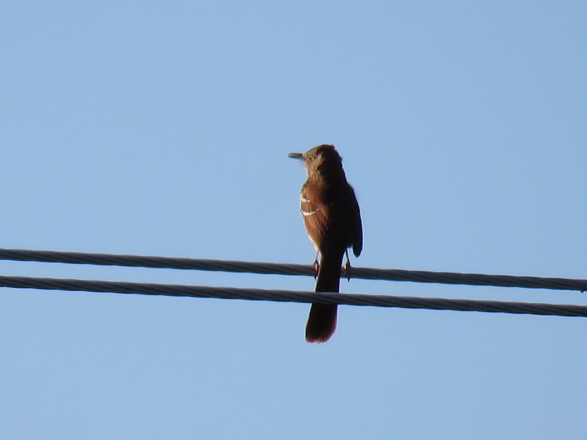 Brown Thrasher - ML195436991