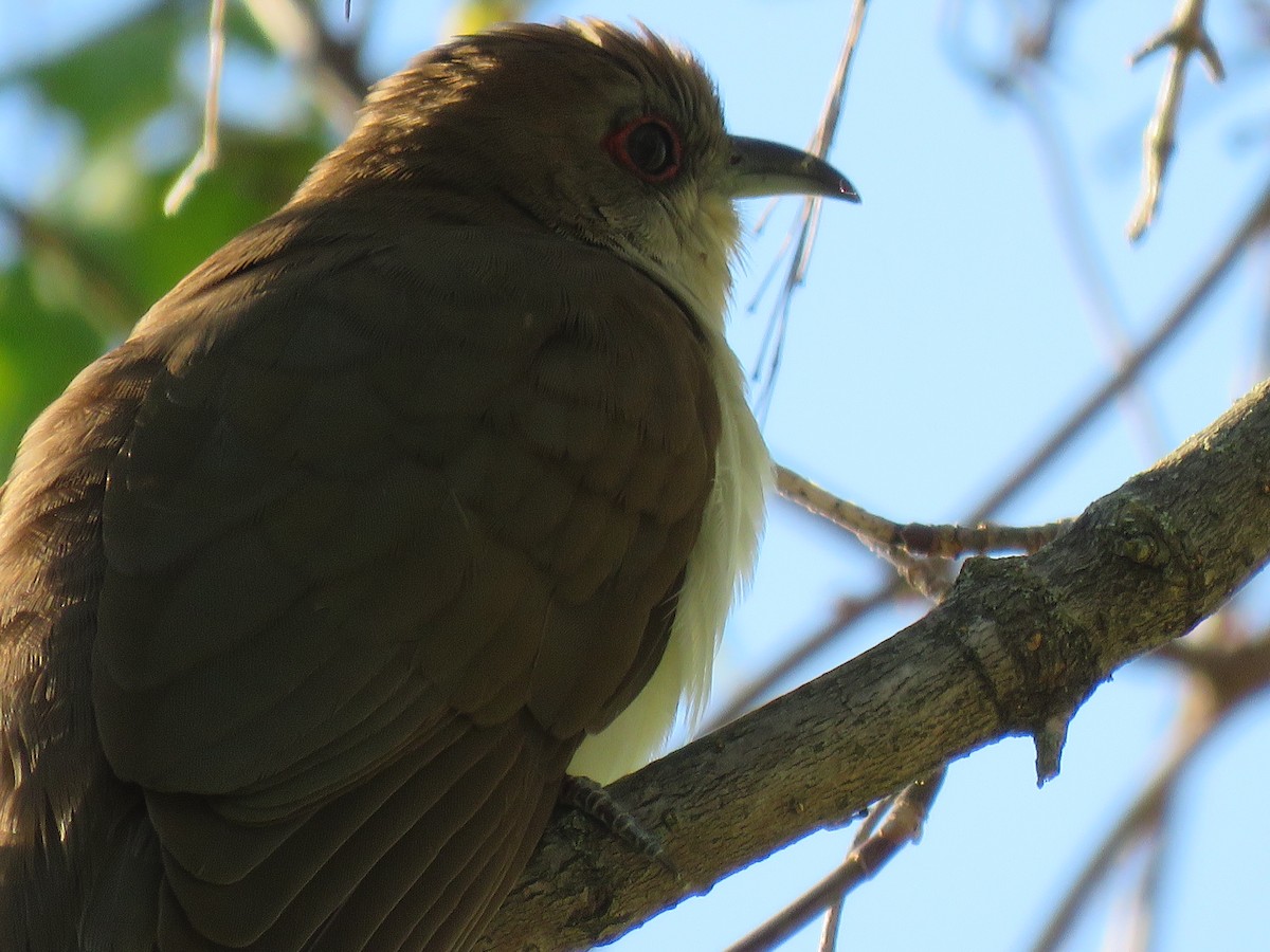 Black-billed Cuckoo - ML195437131