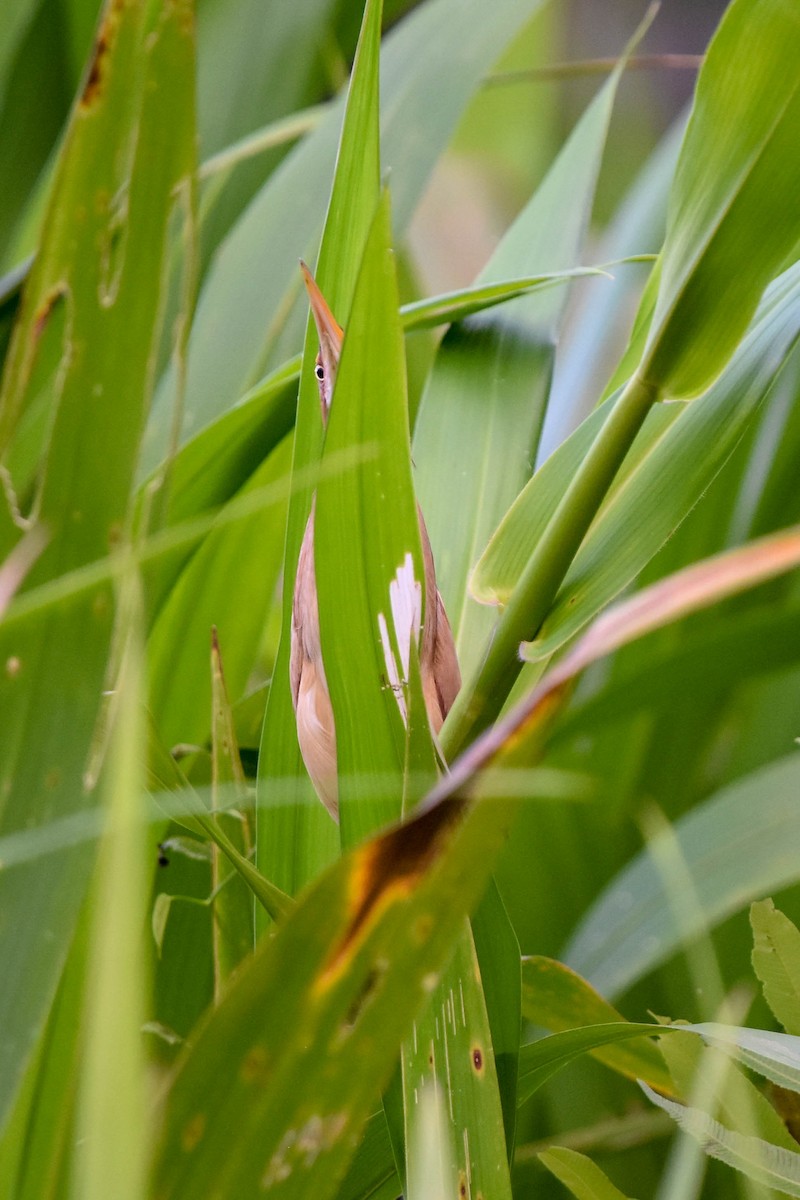 Least Bittern - ML195440041