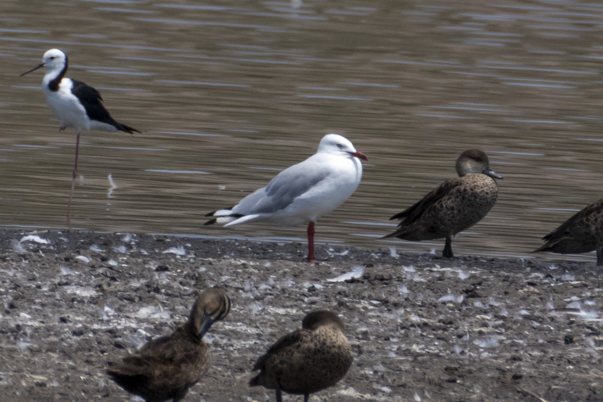 Gaviota Plateada - ML195440501