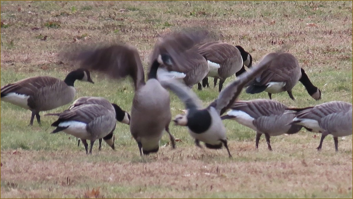 Barnacle Goose - ML195440651