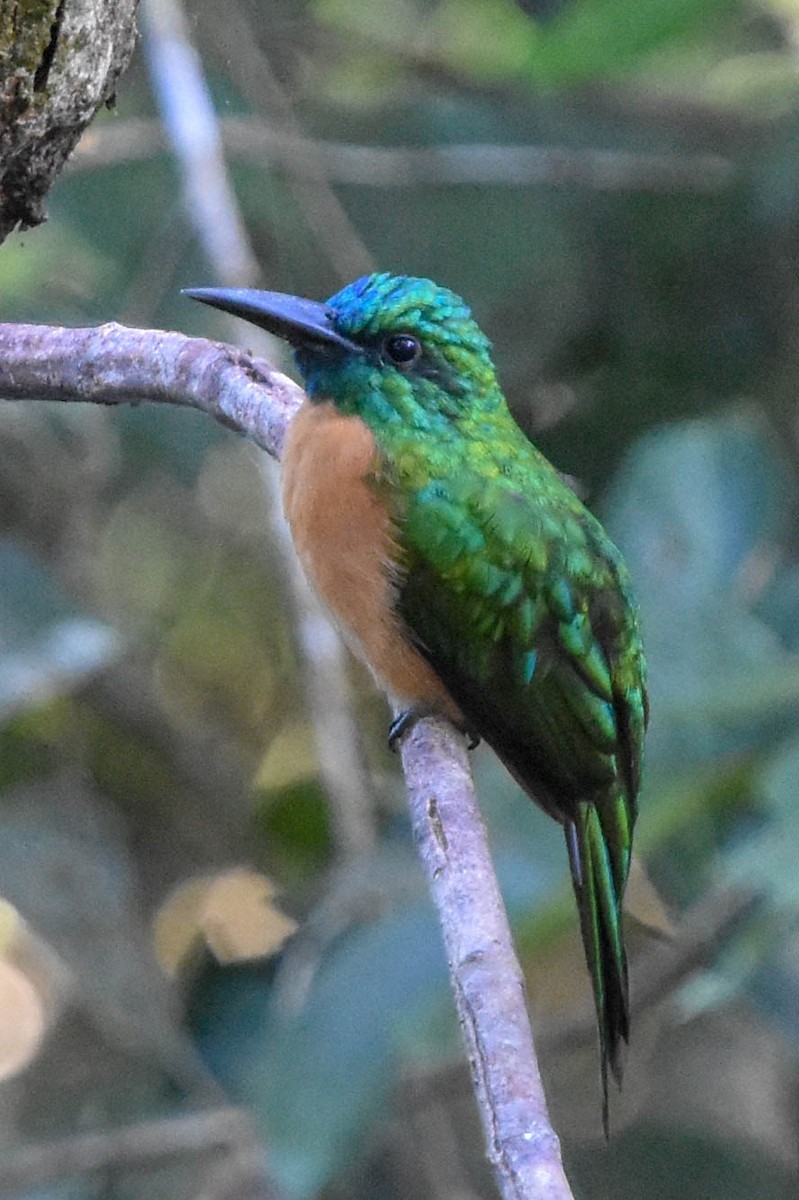 Great Jacamar - ML195440691