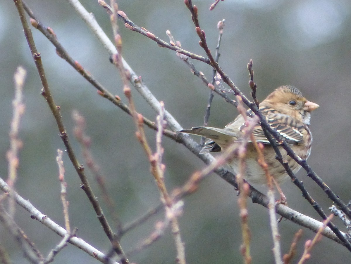 Harris's Sparrow - ML195441141