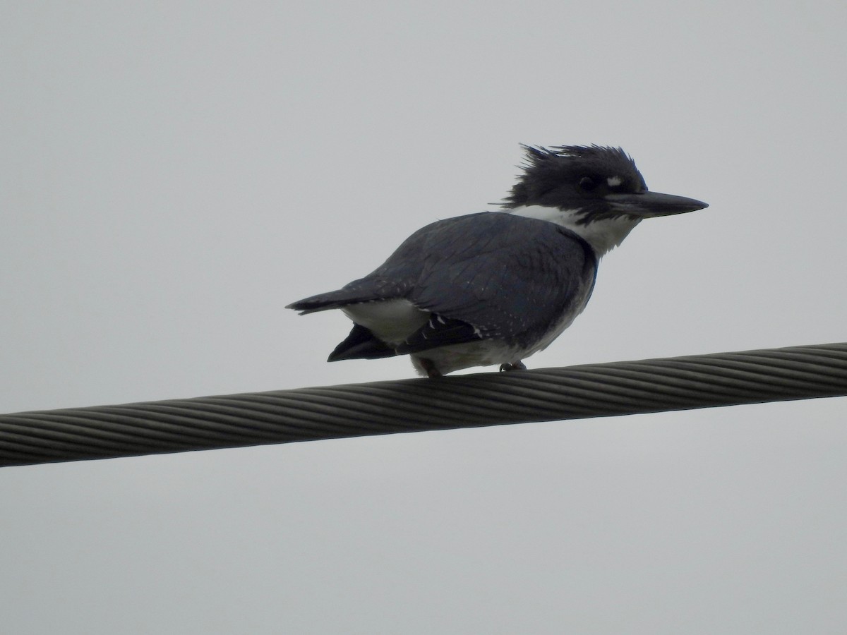 Belted Kingfisher - ML195441421