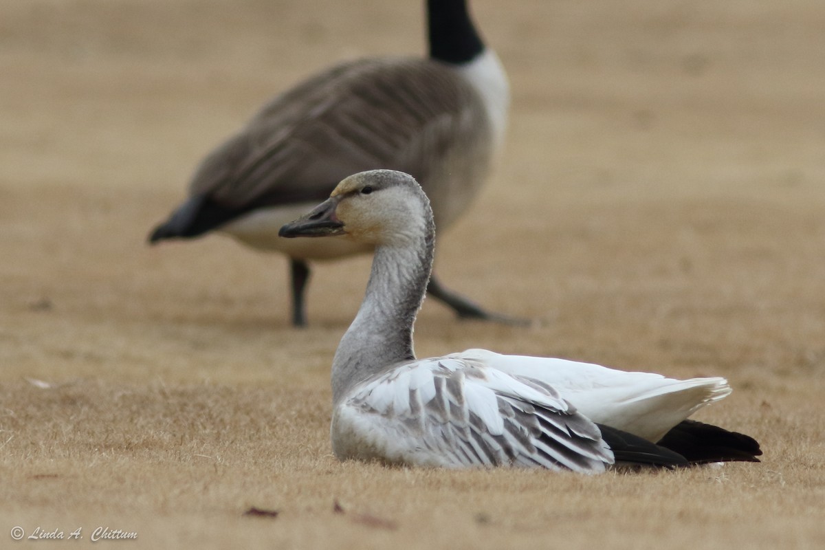 Snow Goose - ML195441631