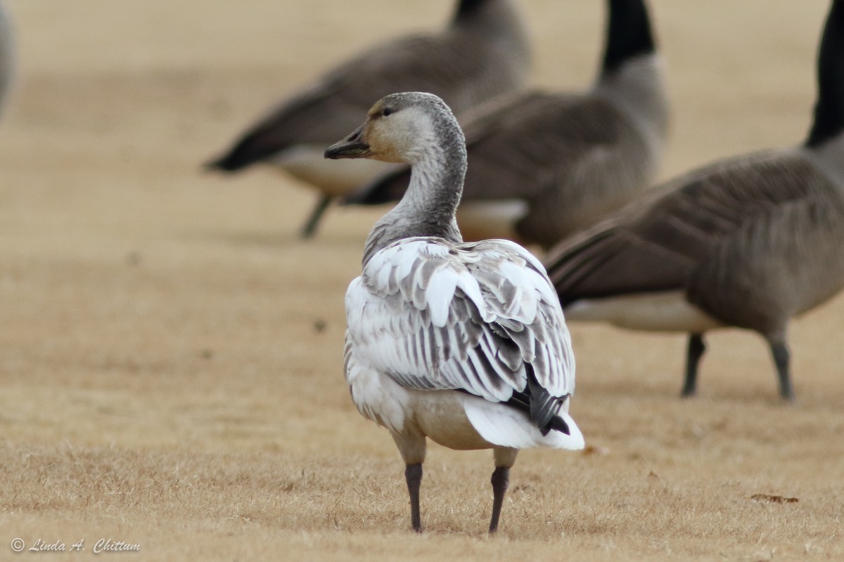 Snow Goose - ML195441641