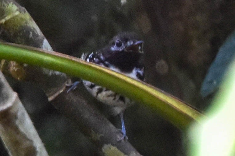 Dot-backed Antbird - ML195442241