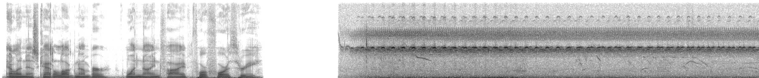 Doradite de Sclater - ML195443