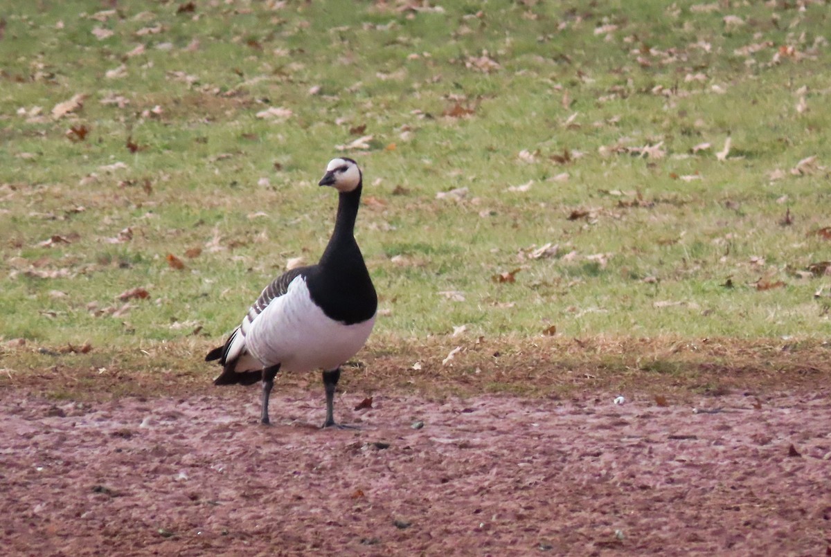 Barnacle Goose - ML195443091