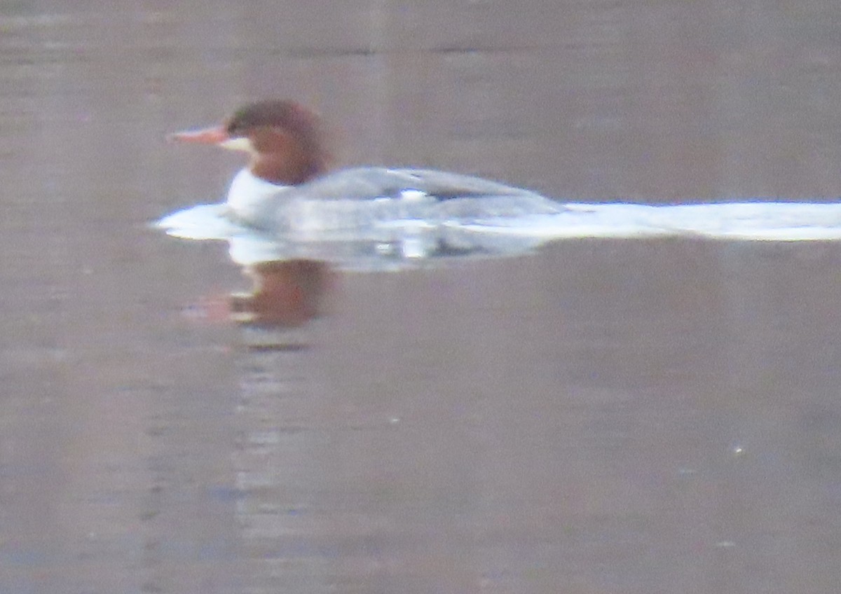 Common Merganser - ML195443391