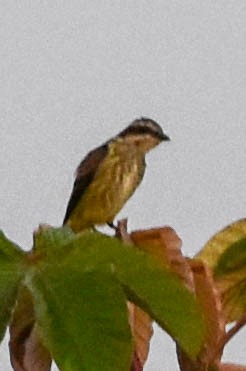 Piratic Flycatcher - ML195443521