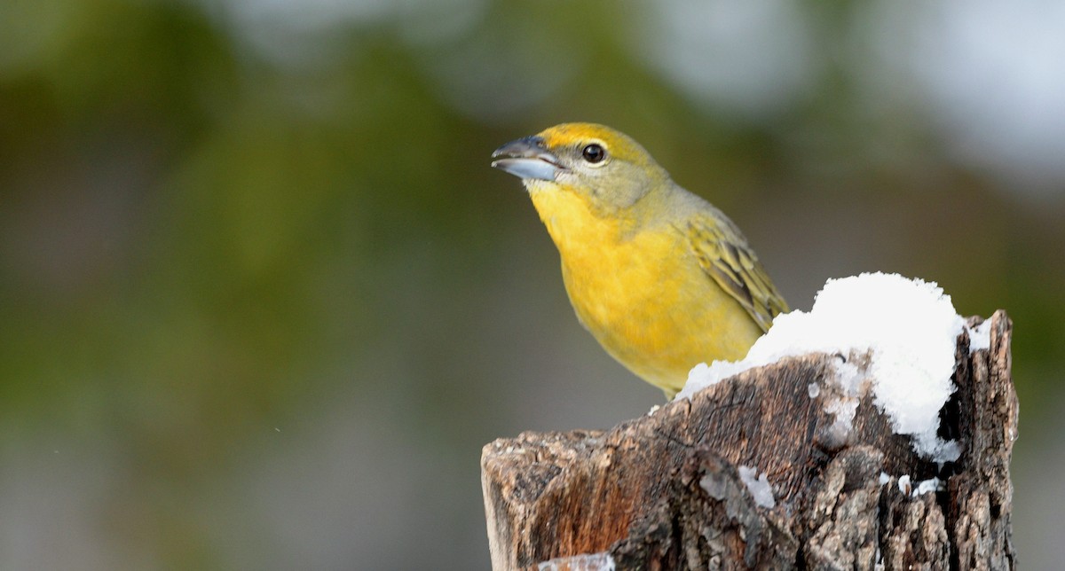 Hepatic Tanager - Tony Battiste