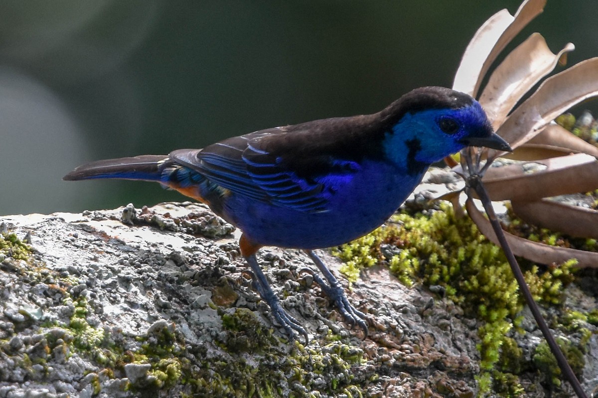 Opal-rumped Tanager (Opal-rumped) - Ted Kavanagh