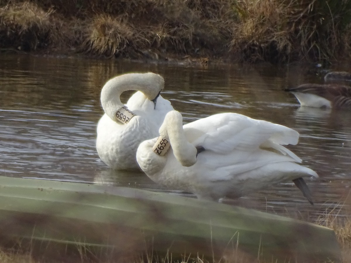 Trumpeter Swan - ML195444351