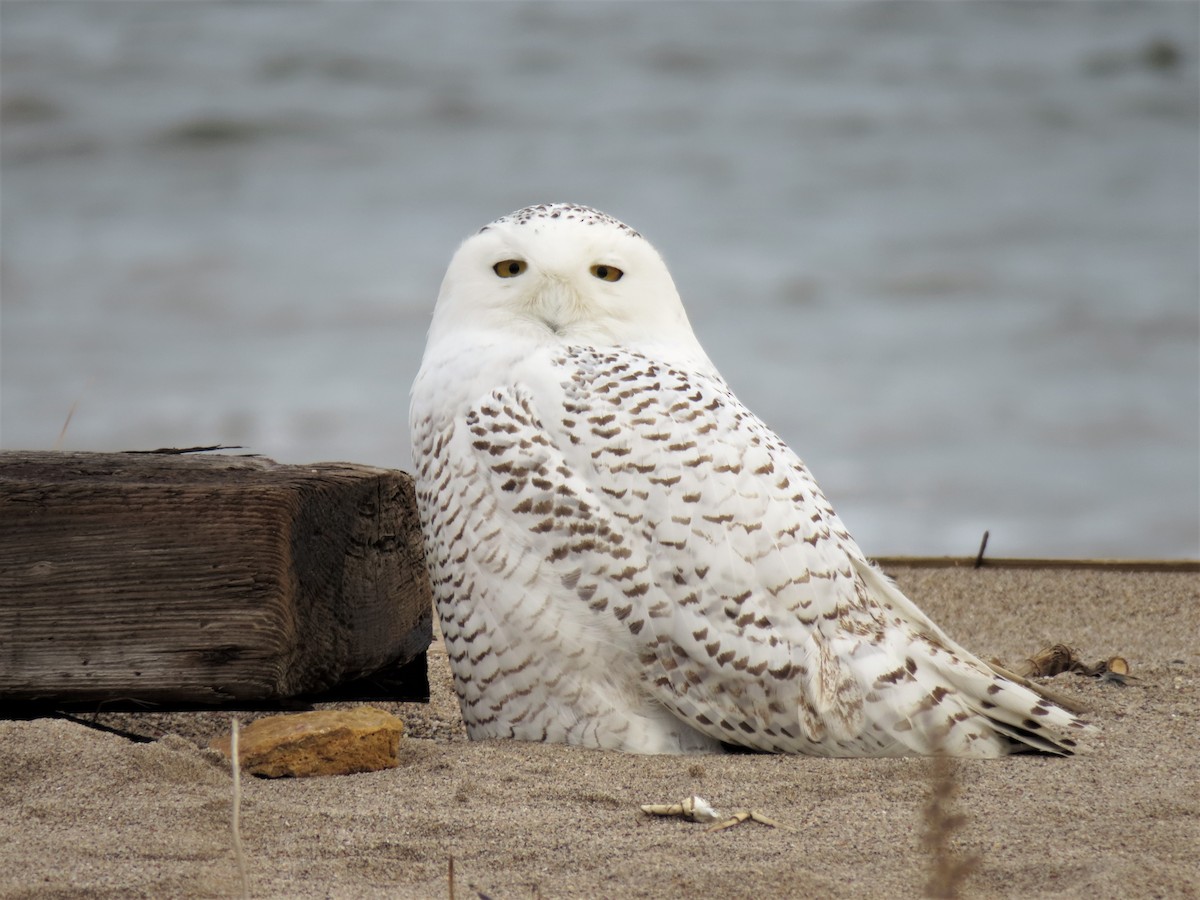 Snowy Owl - ML195446001