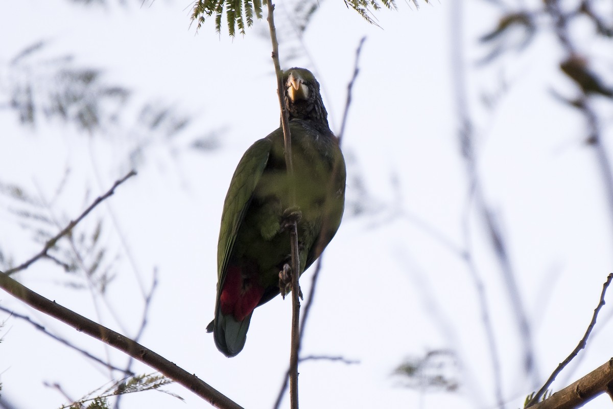 Scaly-headed Parrot - ML195446161