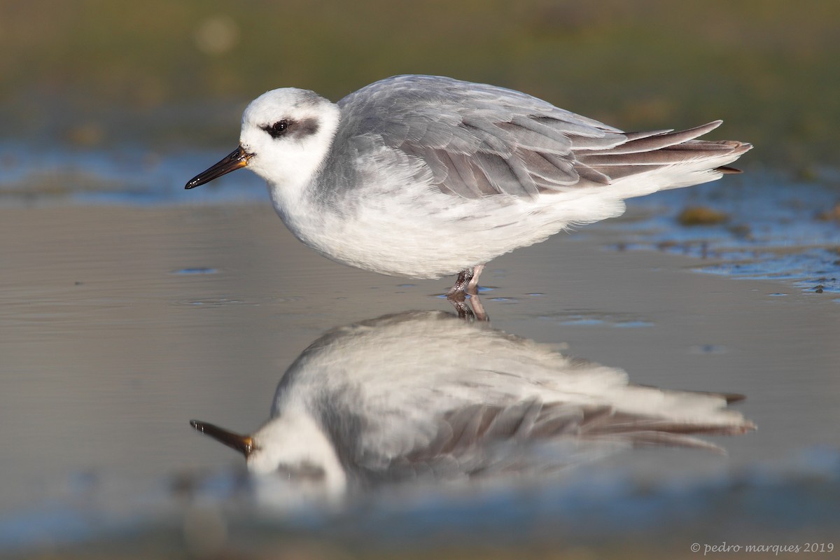 Red Phalarope - Pedro Marques