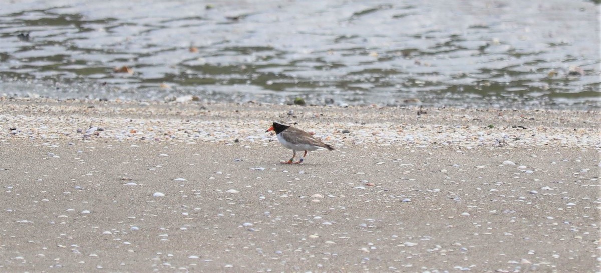 Shore Plover - ML195448631