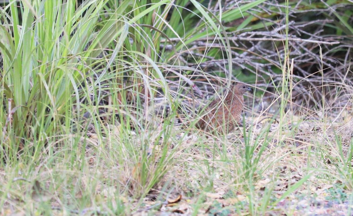 Brown Quail - ML195448991